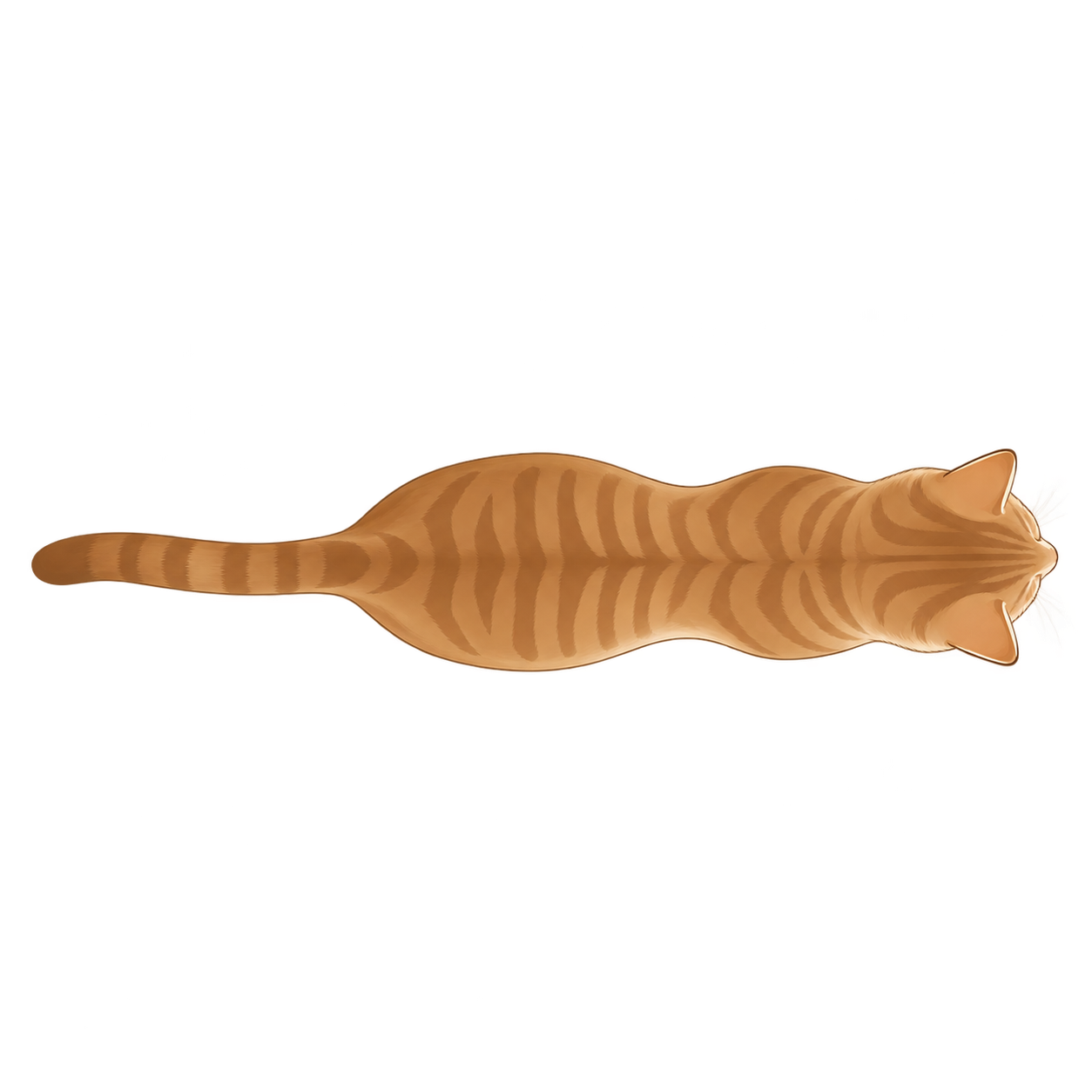 Cat at BCS 5 of 9, seen from above