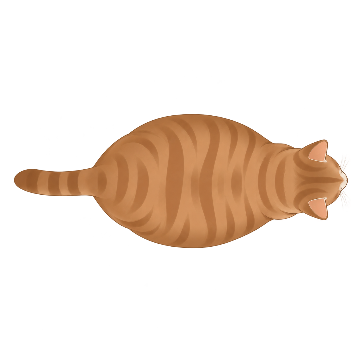 Cat at BCS 7 of 9, seen from above
