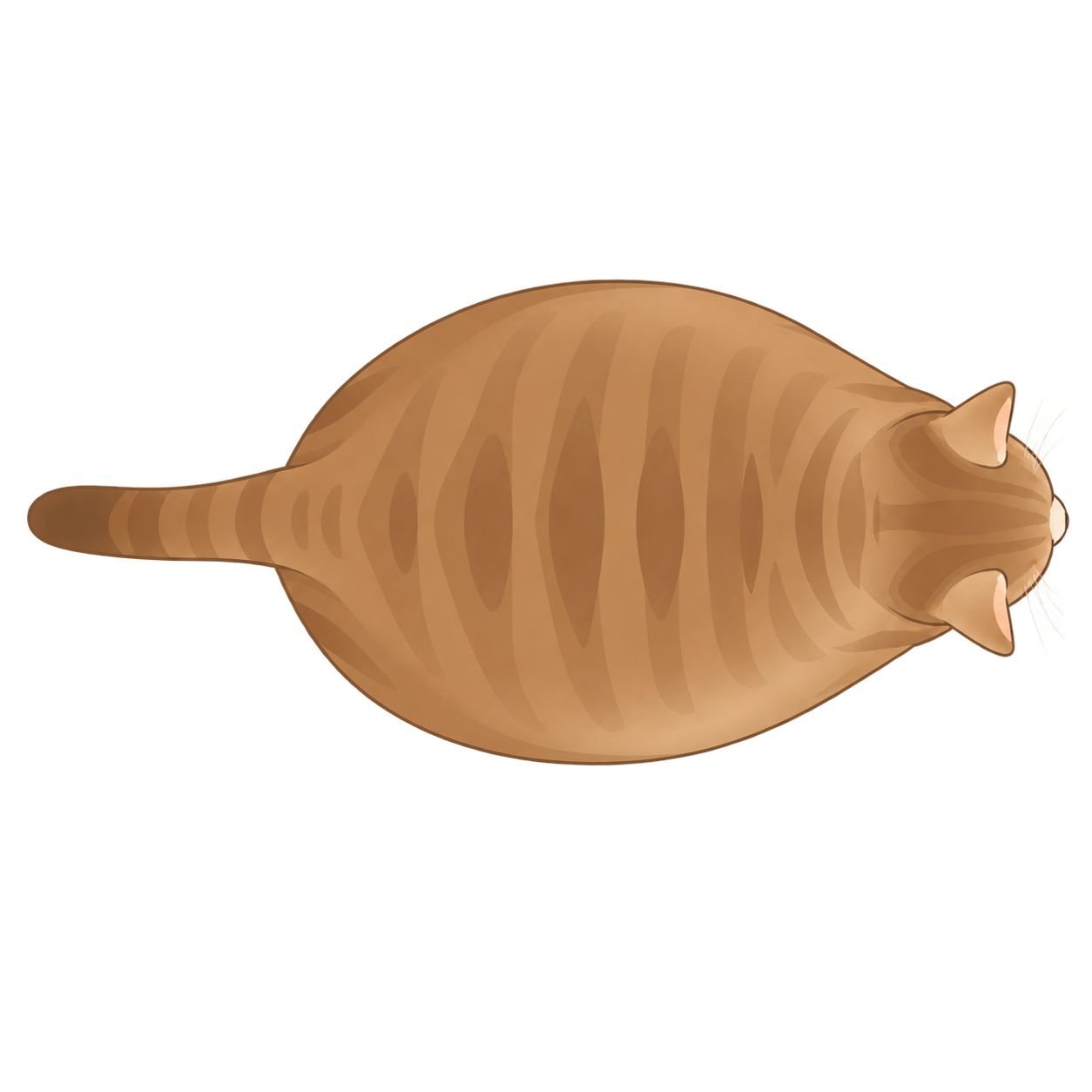 Cat at BCS 8 of 9, seen from above