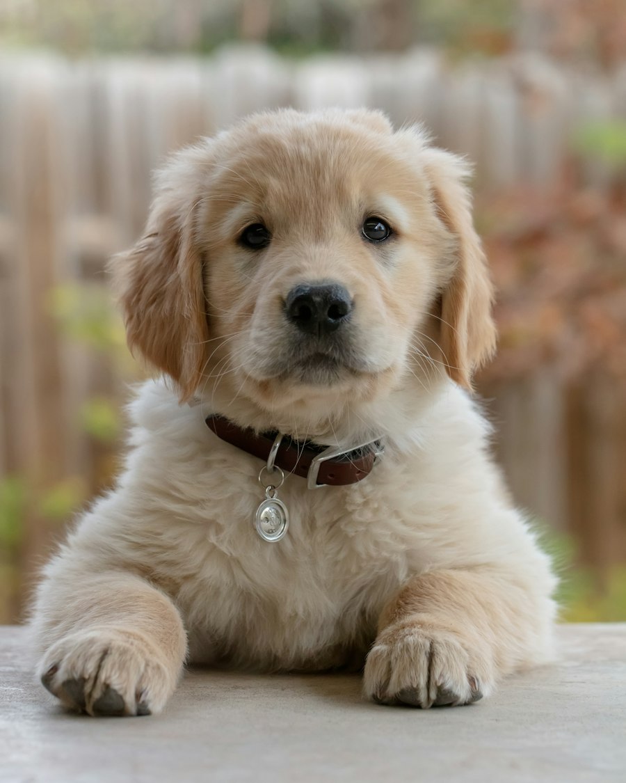 Golden-Retriever-Welpe blickt in die Kamera